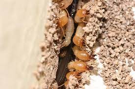 Termite Control Services